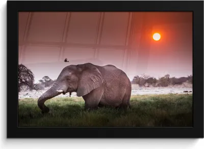 Produktbild von MuchoWow® MuchoWow® Gerahmtes Poster Elefant - Gras - Sonne - Tiere 30x20 cm - Poster mit zchwarzem Bilderrahmen - Kunstdruck - Bild-Poster