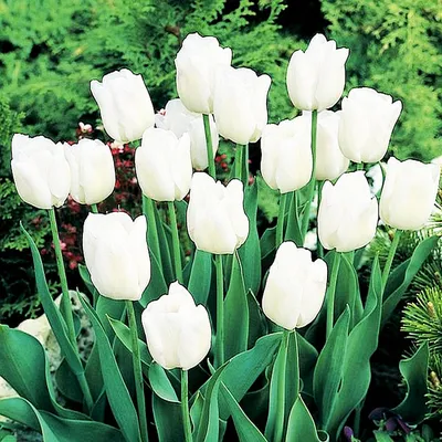 Zdjęcie produktu dla Tulipan Biały 10 szt. Tulipany Cebulki Tulipanów Cebule