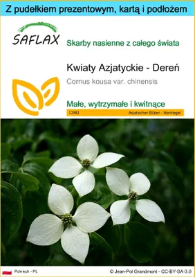 Zdjęcie produktu dla SAFLAX - Zestaw prezentowy - Kwiaty Azjatyckie - Dereń - 30 Nasiona - Z pudełkiem upominkowym, etykietą wysyłkową, kartą podarunkową i podłożem uprawowym - Cornus kousa var. chinensis