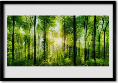 Produktbild von Bild 100x70 MDF-Rahmen Wandkunst Natur Wald Bäume