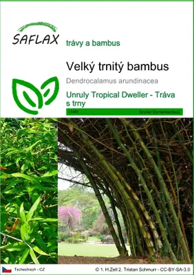 Obrázek produktu pro SAFLAX - Velký trnitý bambus - Dendrocalamus arundinacea - 50 Semena