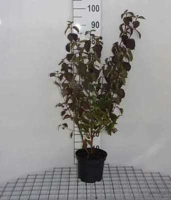 Zdjęcie produktu dla Cornus sanguinea - dereń świdwa 60-80 cm pojemnik