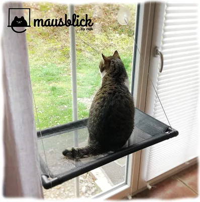 A cat is sitting on a window hammock and looking out the window.