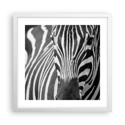 Produktbild von Gerahmtes Poster - Weißer Rahmen - Tiere Zebra gestreift - 40x40 cm - Wand Bild - Wanddeko - Wandbilder - Kunstposter - Wandposter - Bilderrahmen - Bilder - Kunstdruck - Wandbild - P2WAC40x40-2254