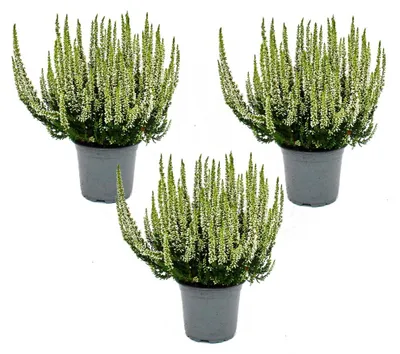 Produktbild von Calluna vulgaris - Set mit 3 Pflanzen - Besenheide - Heidepflanze - winterhart - 11cm Topf - weiss