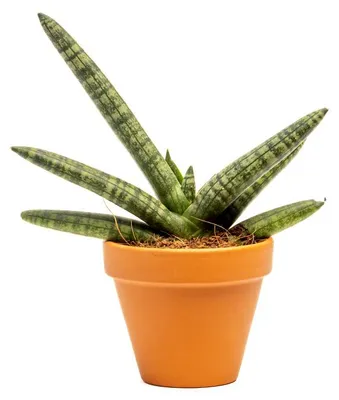 Obrázok produktu pre Gardners Sansevieria cylindrica Skyline, priemer 7 cm