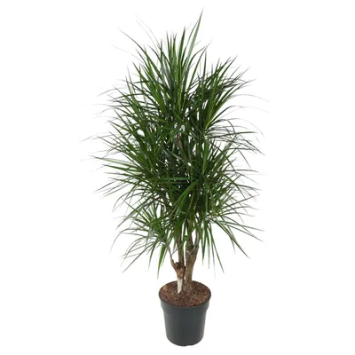 Obrázek produktu pro Dračí strom - Dracaena Marginata - pokojová rostlina - 140cm - ø31cm