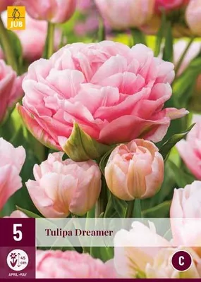 Artikelbild 1 von 'Tulpe Dreamer (5 Stück)' aus der Kategorie Blumenzwiebeln