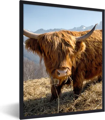 Produktbild von MuchoWow® Gerahmtes Poster Schottischer Highlander - Berg - Schnee 60x80 cm - Poster mit Schwarzem Bilderrahmen Wandposter Rahmen Foto Bilder - Premium - Wanddeko Wohnzimmer