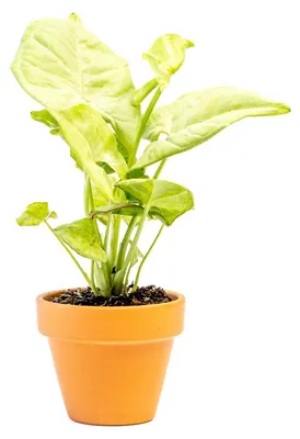Obrázek produktu pro Gardners Syngonium Confetti, průměr 6 cm