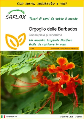 Immagine prodotto di SAFLAX Insieme di coltivazione - Orgoglio delle Barbados - 10 semi - Caesalpinia