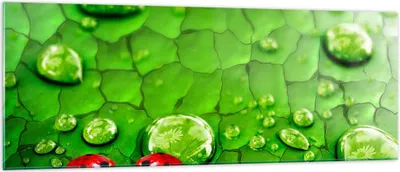 Produktbild von Bilder auf glas - Marienkäfer Gras Blatt Tropfen - 140x50cm - Glasbilder - Wandbilder - Kunstdruck - zum Aufhängen bereit - Wanddekoration aus Glas - Glas Bilder - Wandbild auf Glas - GAB140x50-2363