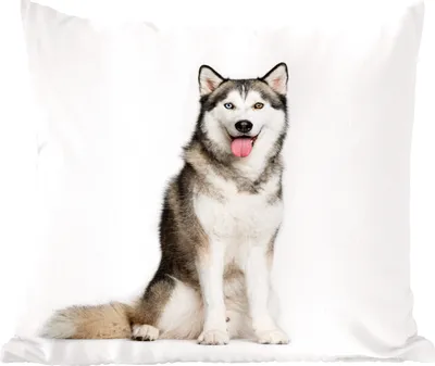 Produktbild von MuchoWow® Zierkissen Sofakissen Wohnzimmer Dekokissen 60x60 cm Husky-Porträt - Sitzfläche - Foto Polster