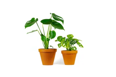 Obrázok produktu pre Gardners Set rastlín DUO Monstera