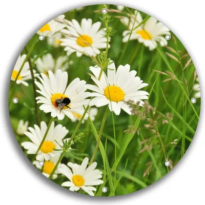 Produktbild von Wallario rundes Outdoor-Poster für Garten oder Balkon, Motiv Margeritenwiese, 30 cm Durchmesser