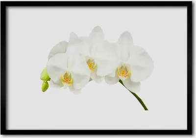 Produktbild von Bild 70x50 MDF-Rahmen Wandkunst Shoots Orchideen-Blumen-Natur