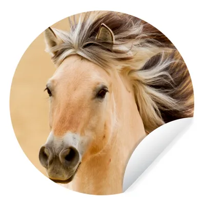 Produktbild von MuchoWow® Runde Wandtattoo - Wandsticker Tapete Aufkleber Pferde - Tiere - Mähne - Porträt Ø 50 cm Selbstklebend und Repositionierbar - Wandaufkleber - Kreis - Wand Kreis - Wand Bild - Foto Tapete - Selbstklebende - Wohnzimmerdekoration - Wand Dekoration - Kinderzimmer