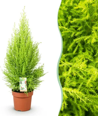 Produktbild von Cupressus Gold Crest Wilma - Hauskonifere - Pflegeleicht - Grün - 85-95cm - Ø21cm - Zimmerpflanze - Immergrün