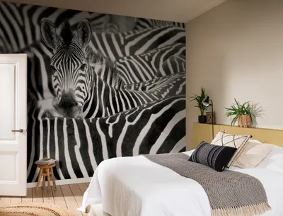 Produktbild von Rasch Tapete 363609 - Fototapete auf Vlies mit Zebra Herde in Schwarz-Weiß - Kol
