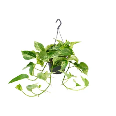 Immagine prodotto di Epipremnum Marble Queen