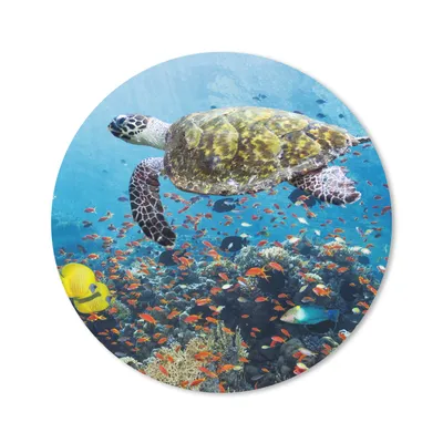 Produktbild von MuchoWow® Mauspad Mousepad Schildkröte am Korallenriff 20x20 cm - Mousepads - Maus Mat - Pad - Mausunterlage - Schreibtischmatte