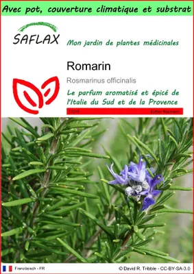 Image de SAFLAX Garden to go - Romarin - 100 graines - Rosmarinus