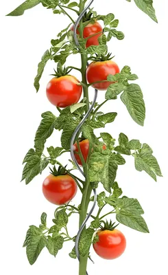 Obrázek produktu pro Spirálová opora pro rostliny – opora pro rajčata, okurky a fazole – kovová spirála – zahradní spirálová tyč – 150 cm – 15 kusů