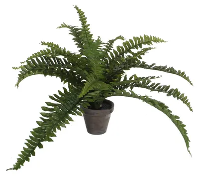 Produktbild von Kunstpflanze Farn Ø 45 H 35 cm grün