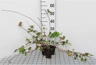 Image de 12 x Rubus hybr. 'Betty Ashburner' - Ronce 'Betty Ashburner' - Pot 9 cm x 9 cm