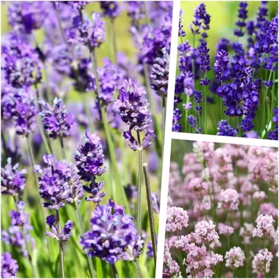 Produktbild von Stauden Gänge 30 x Lavandula angustifolia Mix in 3 Sorten - Echter Lavendel - Stecklingsvermehrt - Tolle Blütenfarben - Sehr Bienenfreundlich