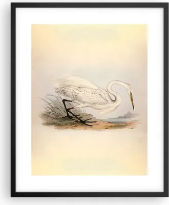 Produktbild von Gerahmtes Poster - Schwarzer Rahmen - Vogel Weiß Reiher - 40x50 cm - Wand Bild - Wanddeko - Wandbilder - Kunstposter - Wandposter - Bilderrahmen - Bilder - Kunstdruck - P2BPA40x50-4979