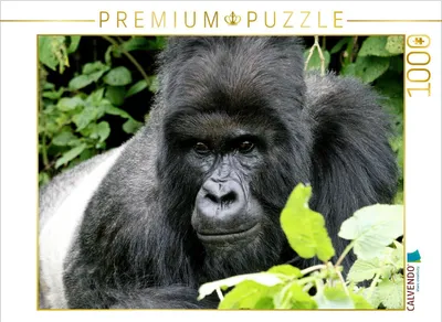 Produktbild von CALVENDO Puzzle Berggorillas - Immer wachsam sein | 1000 Teile Lege-Größe 64 × 48 cm Foto-Puzzle für glückliche Stunden