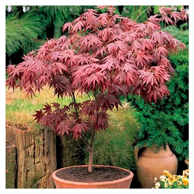 Produktbild von 1 X Ahorn 'Atropurpureum' Violetter Japanischer Ahorn Baum Strauch Gartenpflanze Im Topf