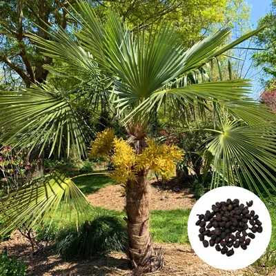 Produktbild von Trachycarpus Takil - 3 Samen - Kumaon-Hanfpalme - Winterhart bis -15°C