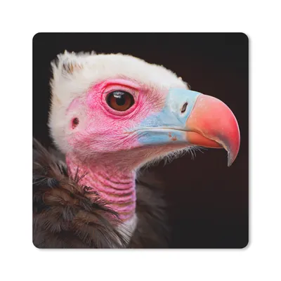 Produktbild von MuchoWow® Mauspad Mousepad Geier - Vogel - Schnabel 30x30 cm - Mousepads - Maus Mat - Pad - Mausunterlage - Gaming