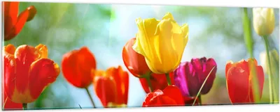 Produktbild von Bilder auf glas - Tulpe Blume Plantage Wiese - 90x30cm - Glasbilder - Wandbilder - Kunstdruck - zum Aufhängen bereit - Wanddekoration aus Glas - Glas Bilder - Wandbild auf Glas - GAB90x30-2566