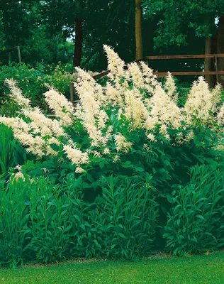 A garden scene with a large flowering plant in the center, surrounded by green foliage and a grassy lawn.