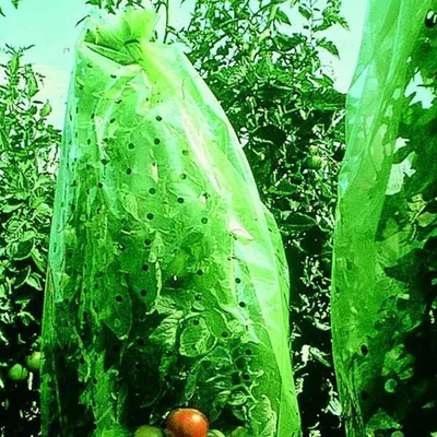 Produktbild von Tomatenhaube 0,65 x 10 m