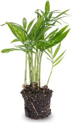 Produktbild von Salonpalme - Chamaedorea elegans 'baby' - Zimmerpflanze - Terrarienpflanze