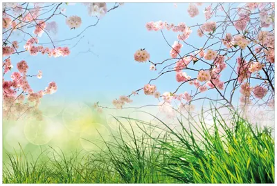 Produktbild von Wallario Wandbild aus Acryl, 90 x 60 cm, freischwebende Optik - Kirschblütenzweige und grüne Wiese- Frühling