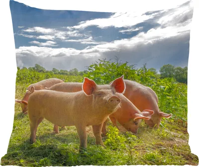 Produktbild von MuchoWow® Zierkissen Sofakissen Wohnzimmer Dekokissen 40x40 cm Schweine - Gras - Wolken - Foto Kissen - Schlafzimmer Dekoration