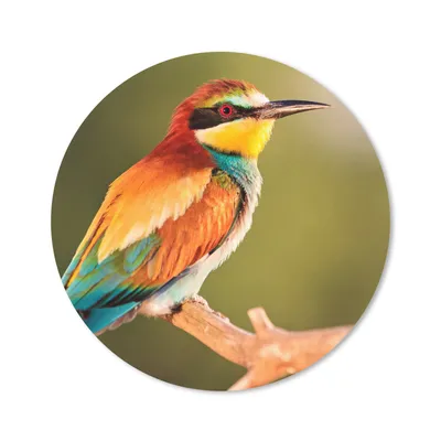 Produktbild von MuchoWow® Mauspad Mousepad Vögel - Bienenfresser - Regenbogen - Tiere 20x20 cm - Mousepads - Maus Mat - Pad - Mausunterlage - Schreibtischmatte