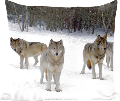 Produktbild von MuchoWow® Zierkissen Sofakissen Wohnzimmer Dekokissen 45x45 cm Wolf - Schnee - Kanada - Schlafpolster - Polster für das Sofa