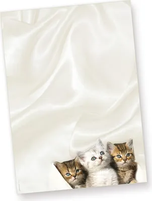 Produktbild von Briefbogen Katzen (1.000 Stück) Briefpapier, inkl. 3 Postkarten + Schreibblock