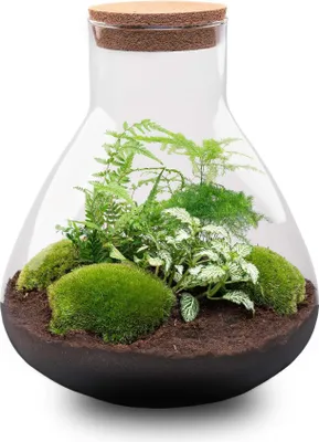 Produktbild von Flaschengarten Sam XL – DIY Bausatz Terrarium – ↕35cm – Do – It – Yourself Pflanzen – Set mit Korkdeckel – Autarkes Mini – Ökosystem