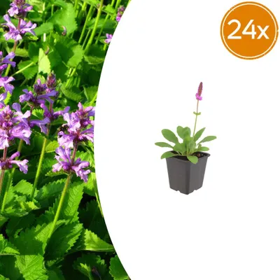Image de Stachys mon. 'Hummelo' | 24 pièces - 10-25cm - Ø9cm - Plante de jardin
