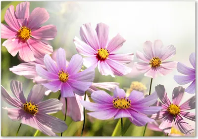 Produktbild von Tulup® Leinwandbild - 100x70 cm - Wandkunst - Drucke auf Leinwand - Leinwanddruck  - Blumen & Pflanzen - Rosa - Blumen auf Wiese
