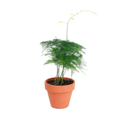 Obrázok produktu pre Gardners Asparagus plumosus, priemer 6 cm
