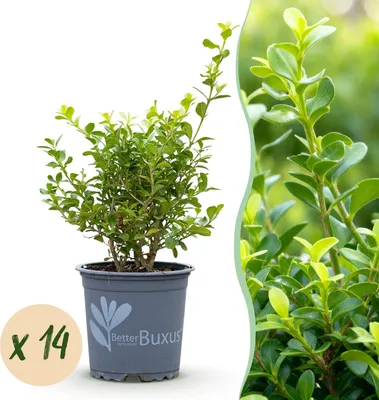 Produktbild von BetterBuxus Babylon Beauty Heckenpflanzen - 14 Pflanzen für 2lfm Hecke