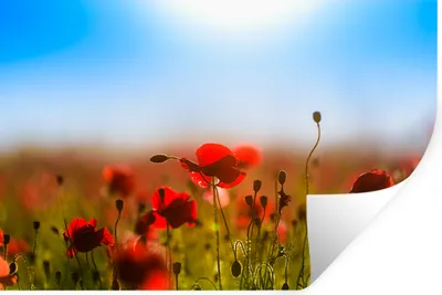 Produktbild von MuchoWow® Wandtattoo Wandsticker Wandaufkleber Mohnblumen unter einem klaren blauen Himmel. 30x20 cm Selbstklebend und Repositionierbar - Wierderverwendbar - Selbstklebend